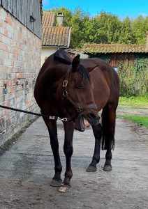 kinesioanimale ester jaunatre